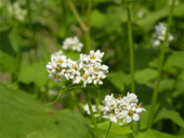 満開のソバの花。ここのソバ粉と実は試食に登場!